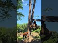 Pushing a double #treefelling #chainsaw