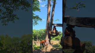 Pushing a double #treefelling #chainsaw