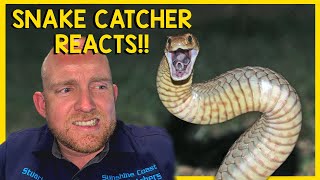 Snake Catcher Reacts