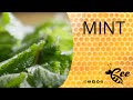 Bee mint