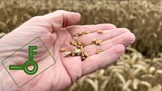 Pre Harvest check of wheat and grass/clover drilling update