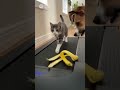 猫のランニングを邪魔する🐶 | #shorts #animals #baby