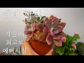 걸이대에서  너무 예쁘게 큰 데비, 분갈이해요!  多肉植物 Korean succulents