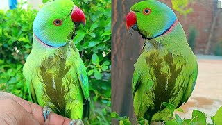 Indian parrot chirping Natural voice parrot talking parrot training sound parrot speaking Mithu