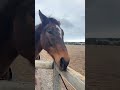 Funny horse plays the music
