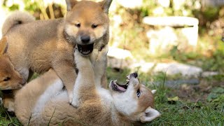 Delightful  Shiba  Inu  Puppies had Happy Day#shiba #shibainu #shibapuppy