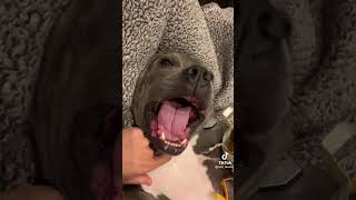 Funny Staffy Dog Laughing Like A Baby