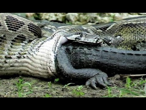 Anaconda vs Crocodile Python vs Alligator compilation Python vs ...