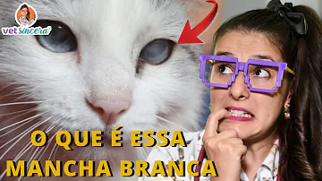 O que pode ser uma mancha no olho do gato?