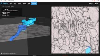 Merger Misalignment Tutorial in EyeWIre