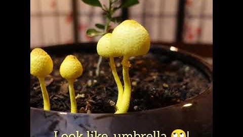 Golden Mushroom Timelapse.#shorts #timelapse