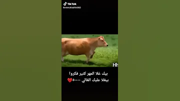 بيك غلا المهر كتير فكروا بيغلا عليك الغالي ٥٠٠٠٠٠ 