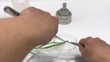 Review Bộ Dụng Cụ Nuôi Cấy Mô Thực Vật