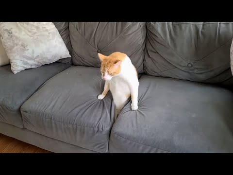 Video: Cat On The Couch