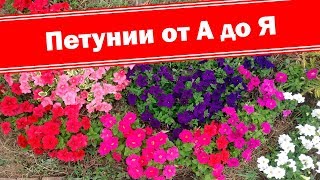 Петуния от посева до цветения. Как легко выращивать петунии от А до Я