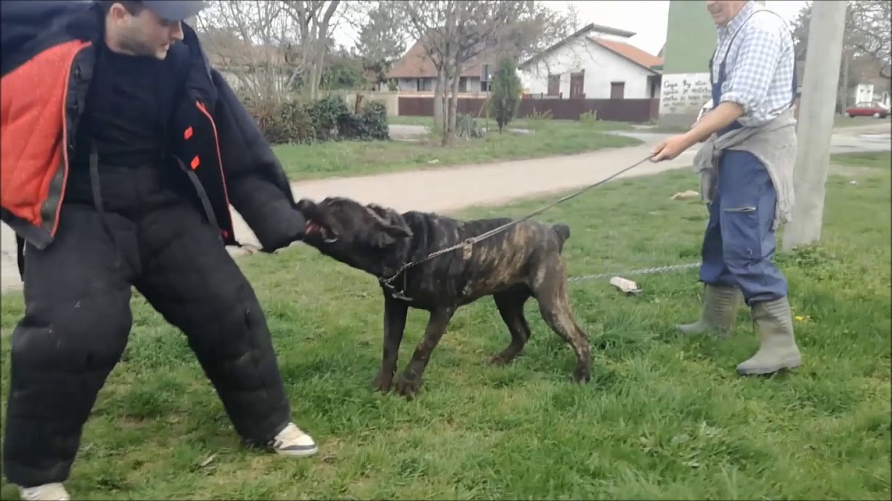 Serbian defense dog Gari firs time on bite suit. YouTube