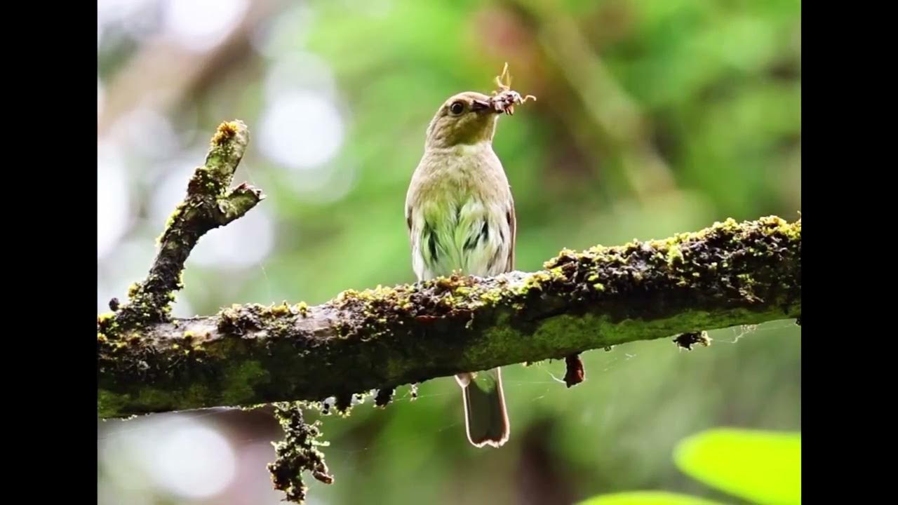 Song of the female blue-and-white flycatcher (Cyanoptila cyanomelana) Song of the female blue-and-white flycatcher (Cyanoptila cyanomelana)
