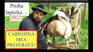 PROBA LAPTELUI! - CEA MAI BUNĂ CARPATINĂ! CÂT LAPTE DĂ??? #OrășeanLaȚară!