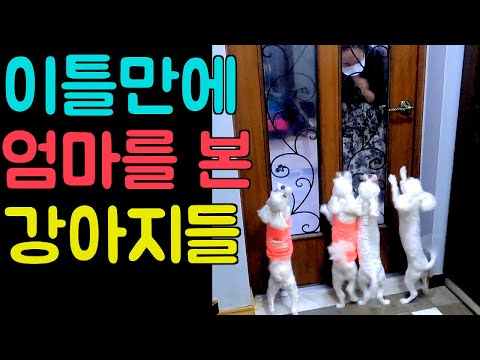[<strong>Maltese</strong>] 494탄. 이틀만에 엄마를 본 말티즈 애플 망고