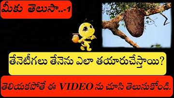 🍯🐝How do bees make honey? || JITENDRA SAI KOTTADA ||