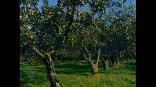 The Orchard - Bracken chords