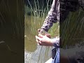 Cará BITELO na represa Billings #pesca #pescaria #pescaesportiva
