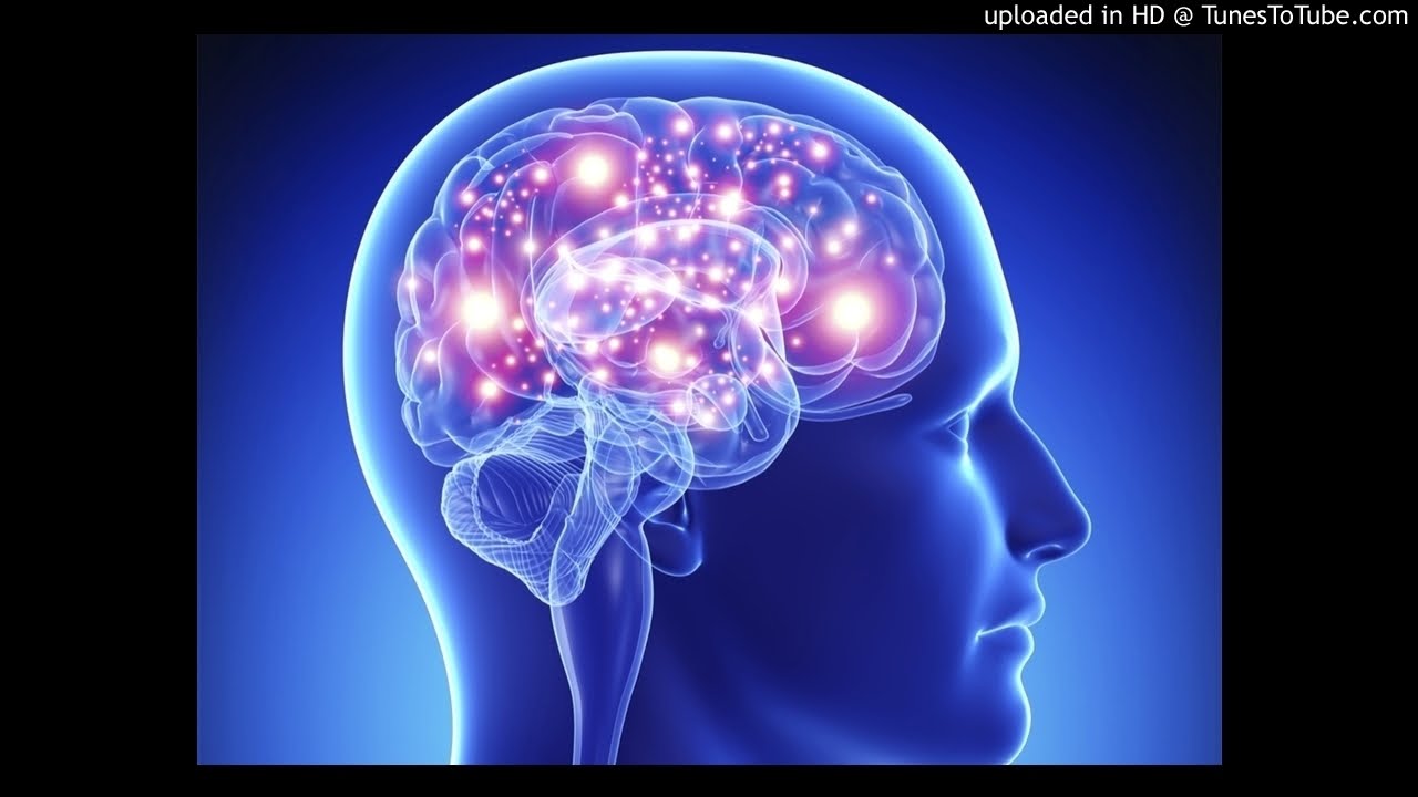 Human Brain  Audiobook