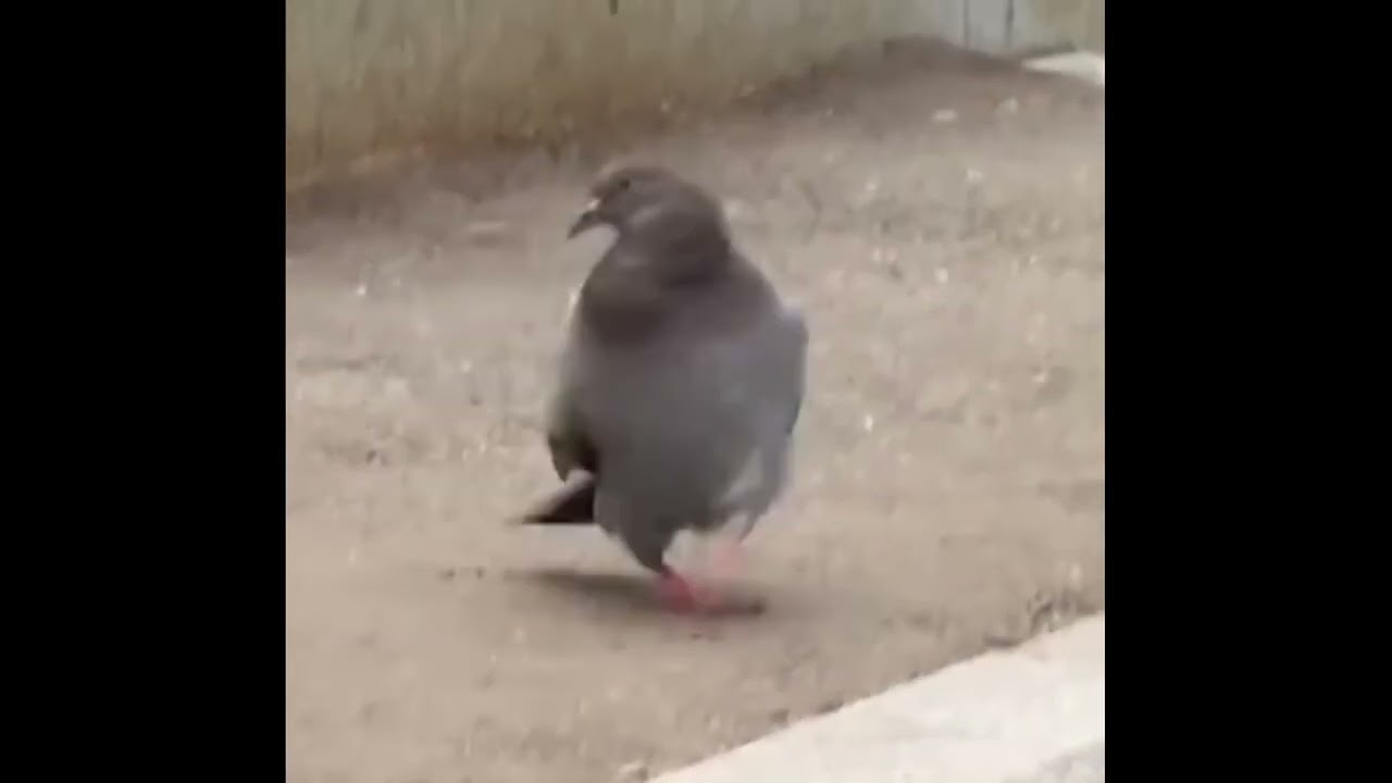 КАРАТЕЛЬ ТАК СПЕЛ АЖ ТЕНИ НЕ СДЕРЖАЛАСЬ