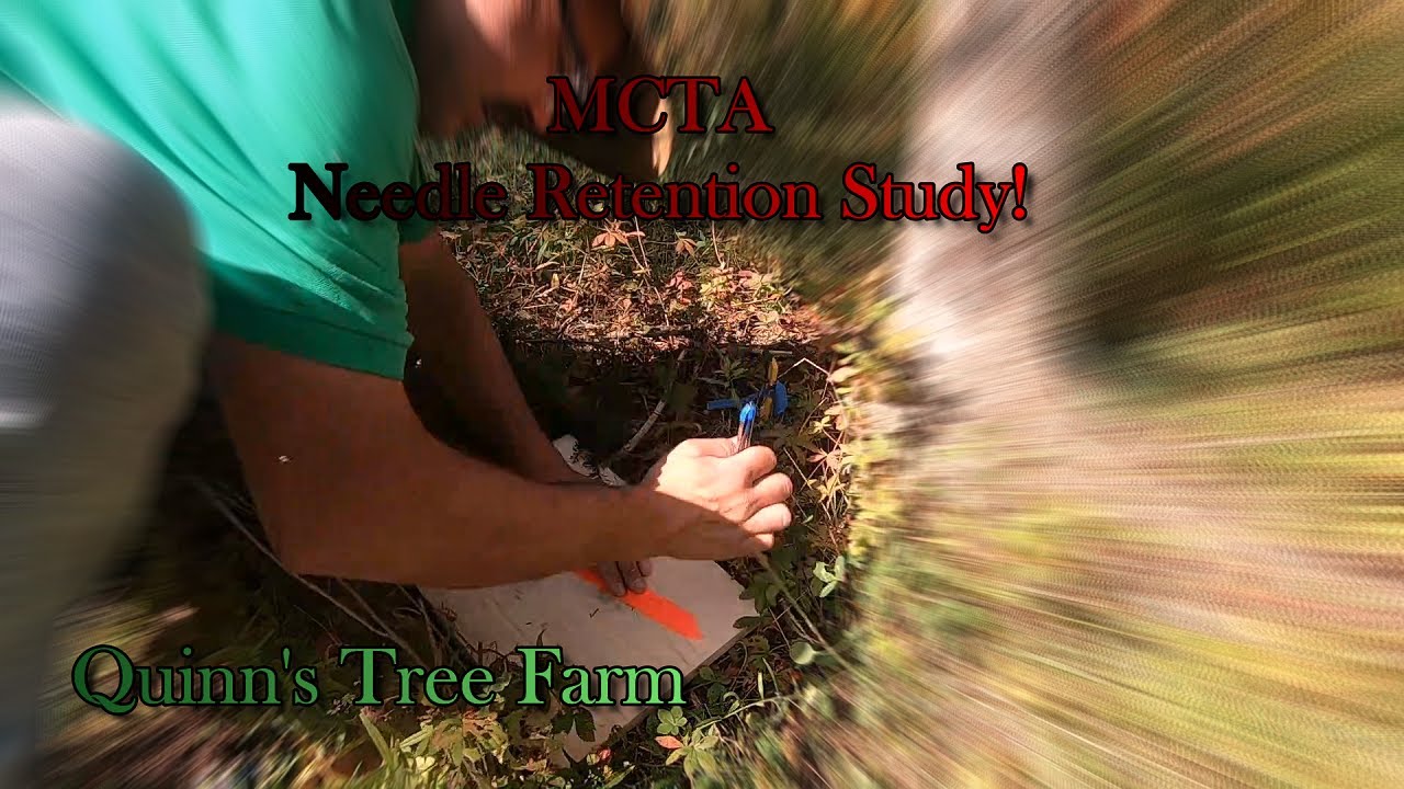 Balsam Fir Needle Retention Study Maine Christmas Tree Association YouTube