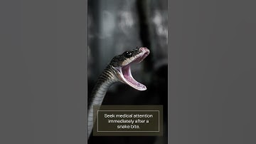 Steps To  Help Treat The Snake Bite #shorts  #facts #myths #viralshorts #youtubeshorts