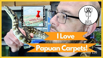 I Love Papuan Carpets! - no. 116