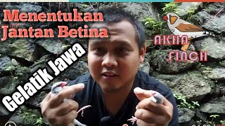 Cara mudah membedakan jantan betina Gelatik Jawa