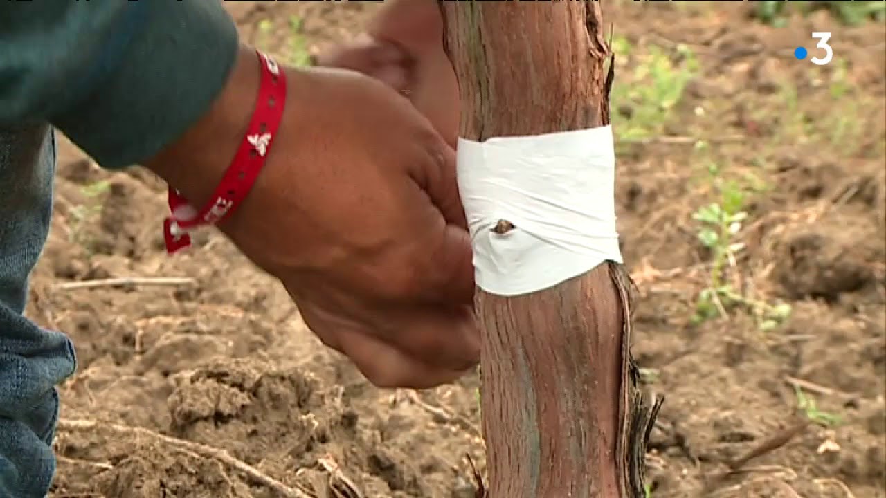 Des greffeurs de vignes venus du Mexique pour modifier un vignoble de Gaillac