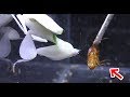 ハナカマキリがゴキブリを捕食する瞬間!
