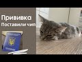 Вакцинация | Чипирование кошки | #chipping | #vaccination