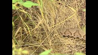 Snakes of Kentucky