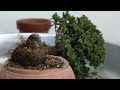 取り木で売れる盆栽を作る 石化檜