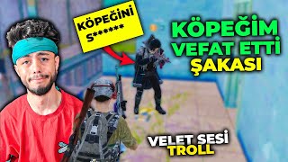 KÖPEĞİM VEFAT ETTİ DEDİM !! KÜFÜR ETTİ ÇILDIRDI (VELET SESİ TROLL) - PUBG Mobile