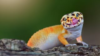 Why Geckos Are Sticky Without Being Sticky | Curious Minds
