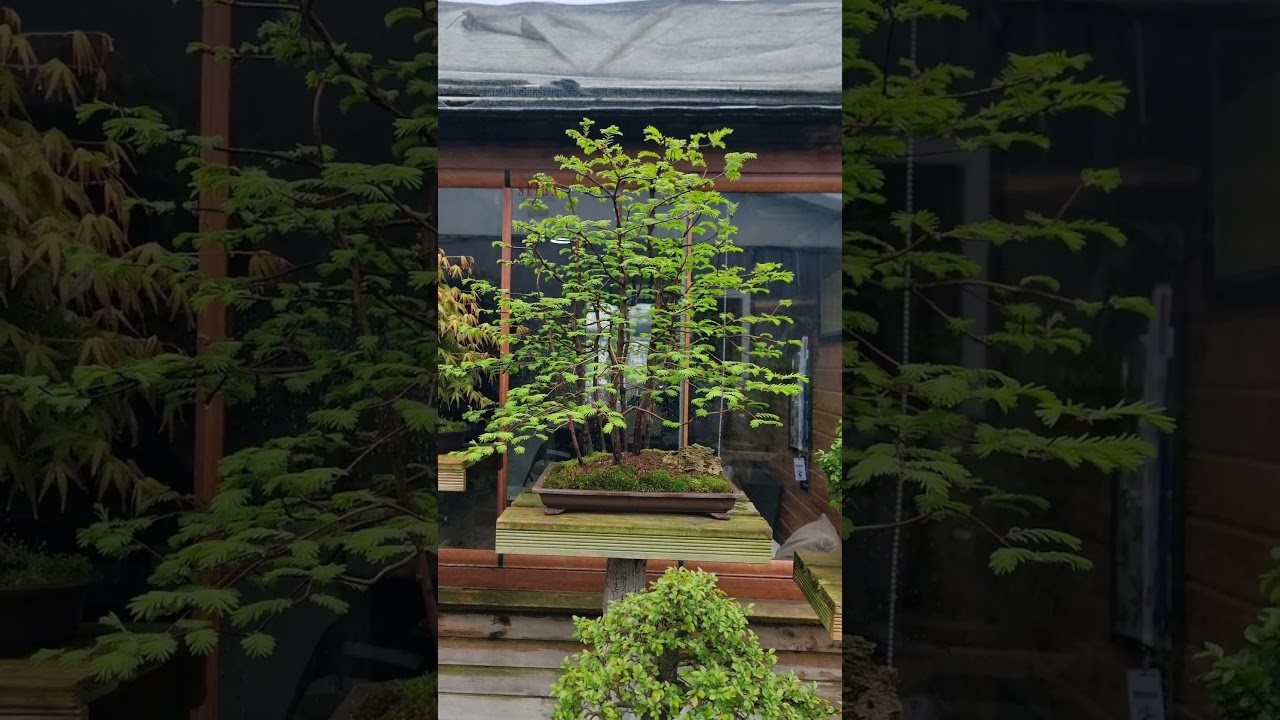 ✮SEIKA✮ Seika in Spring - YouTube