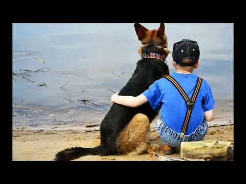 Добрые истории о щенках и собаках