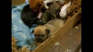 Puppies at 3 weeks.AVI