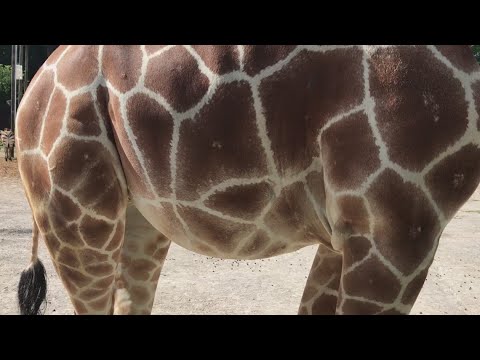 Watch Frances the Giraffe's baby kick in her belly