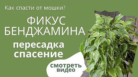 Вредители Фикуса Бенджамина!  Как Бороться? Мой опыт💯💥 работает