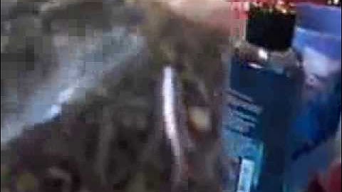 Marijuana? or cat nip