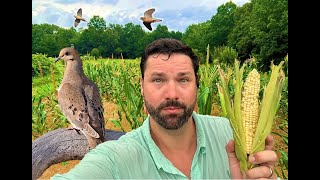 Will the CORN dry out before Dove Season? TONS of Millet 5 Weeks before Dove Season