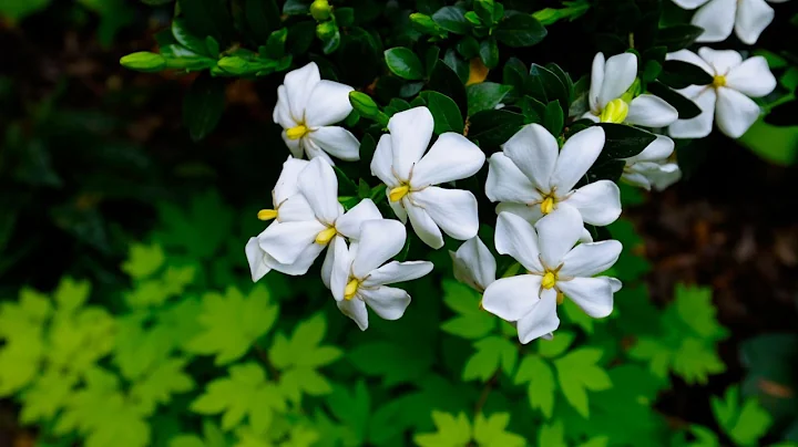 Gardenias - Super Fragrant Flowers - DayDayNews