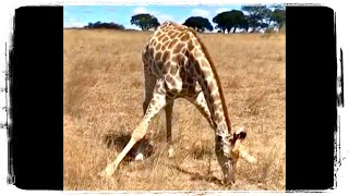 Что Делает Жираф? 👆 И Другие Приколы С Животными 😥 Попробуй Не Засмейся #716