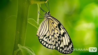 http://www.adorama.com Butterfly photography can be very rewarding and also very tricky, so a visit to a butterfly center is a great 