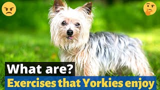 What Exercises do Yorkshire Terriers enjoy? How often should you do it?